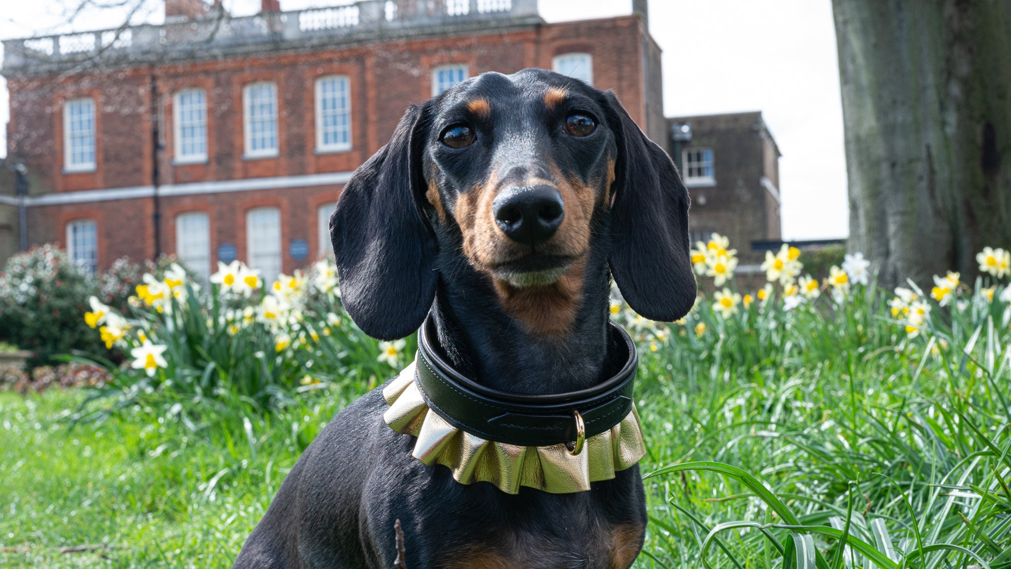 Dog Collars & Accessories